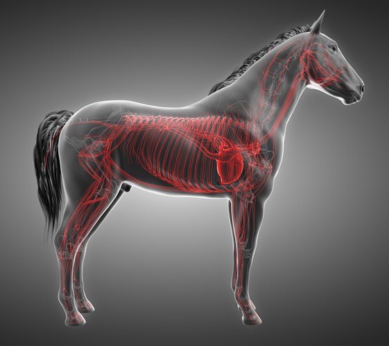 Continuing Professional Development Equine lecture series 2025